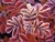 Winter_leaves_thumb