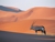 Oryx_antelope_thumb