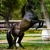 caballlo