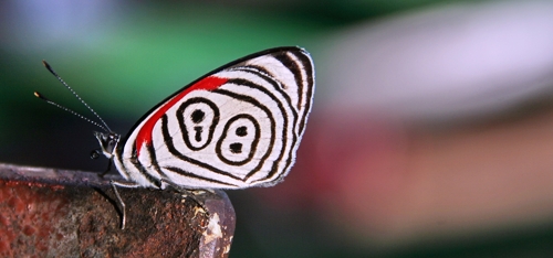 ita79